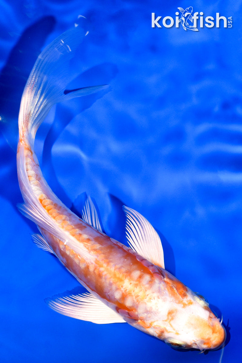 5.75" ARAGOKE KIKUSUI BUTTERFLY