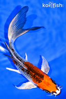 7" KUCHIBENI KUJAKU BUTTERFLY