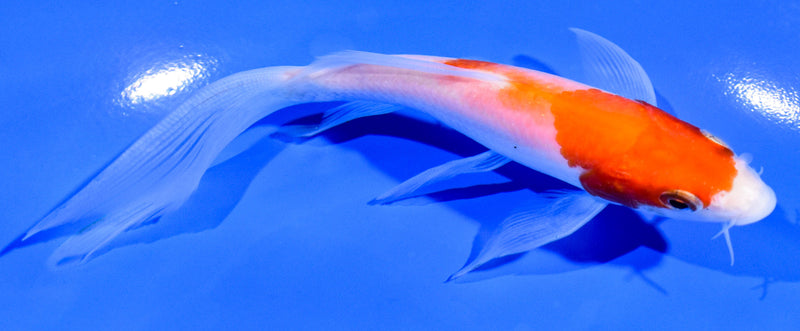 5.25" KOHAKU BUTTERFLY