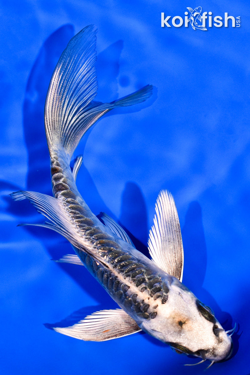 6" ARAGOKE KIKOKURYU BUTTERFLY
