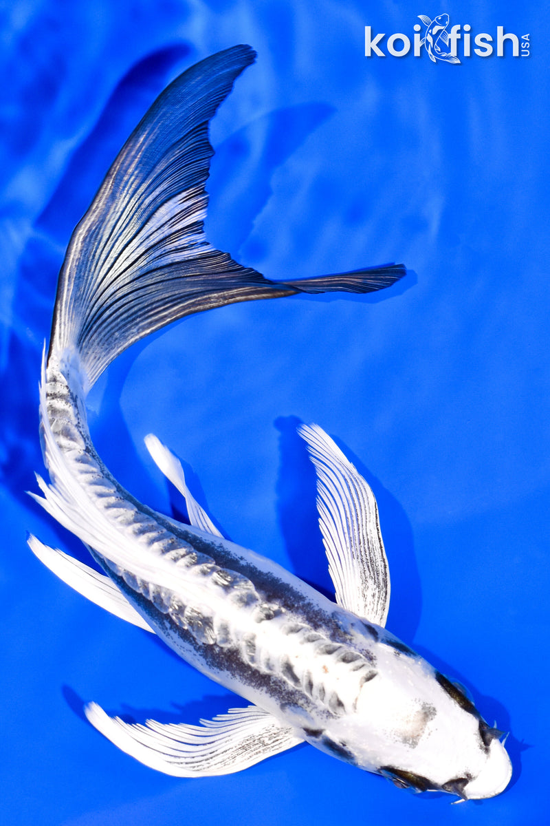 7.5" KIKOKURYU BUTTERFLY