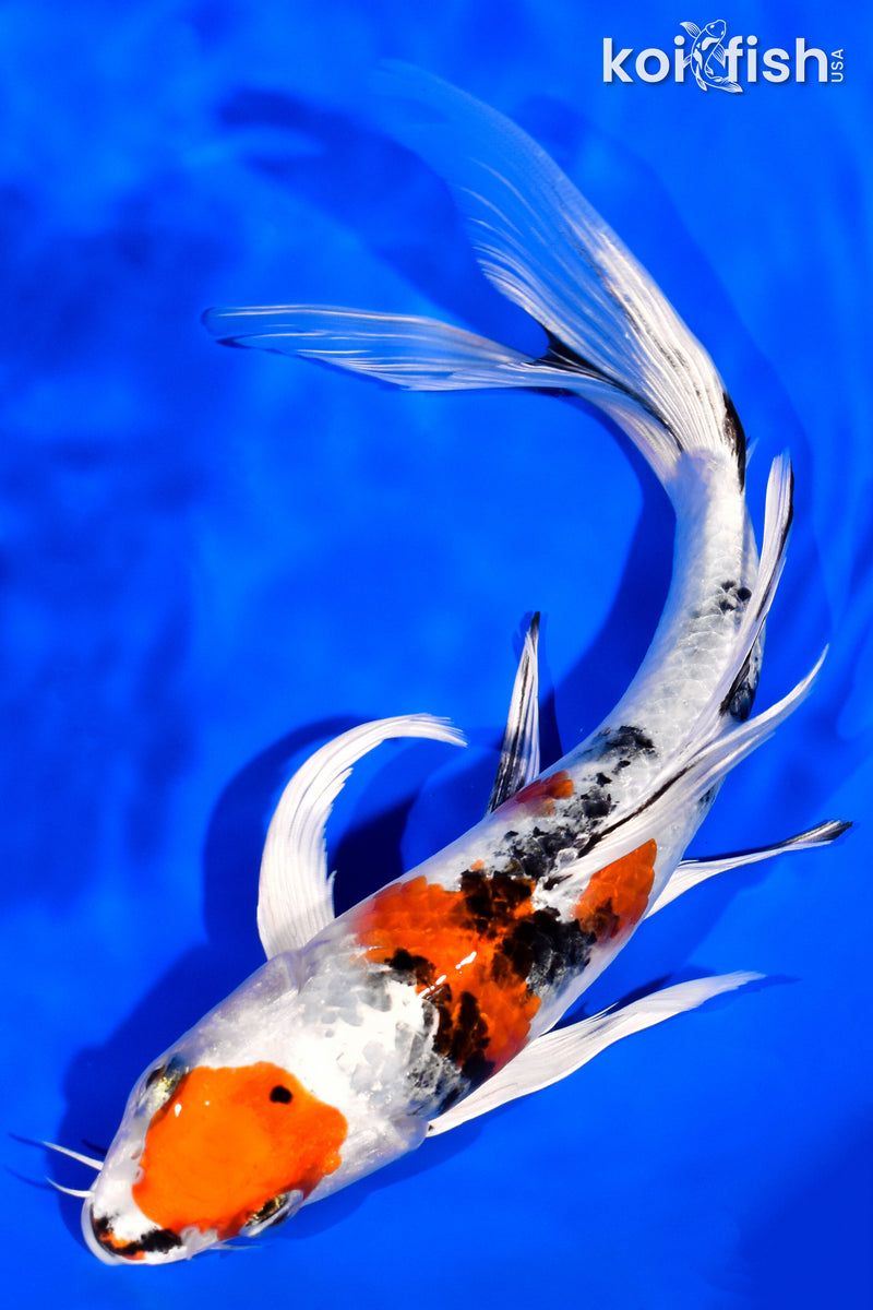 8.5" YAMATO NISHIKI BUTTERFLY