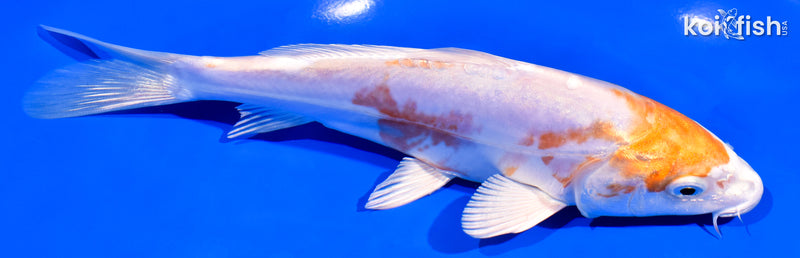7.25" KIKUSUI