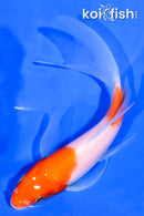 5.75" NIDAN KOHAKU BUTTERFLY