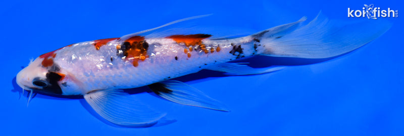 7.25" GINRIN SHOWA BUTTERFLY