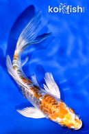 5" ARAGOKE HEISEI NISHIKI BUTTERFLY