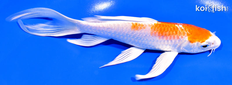 7" HARIWAKE BUTTERFLY