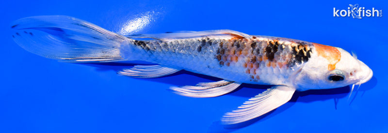 6" YAMATO NISHIKI BUTTERFLY