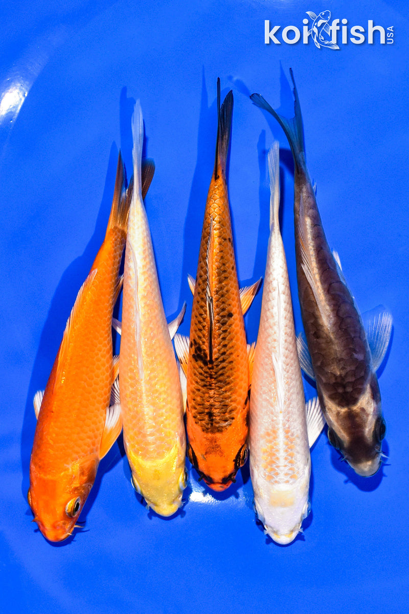 PACK OF (5) 4-5" STANDARD KOI