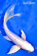 7" DOITSU PLATINUM OGON BUTTERFLY