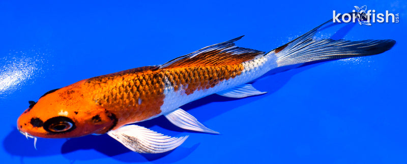 4.75" GINRIN KUJAKU BUTTERFLY