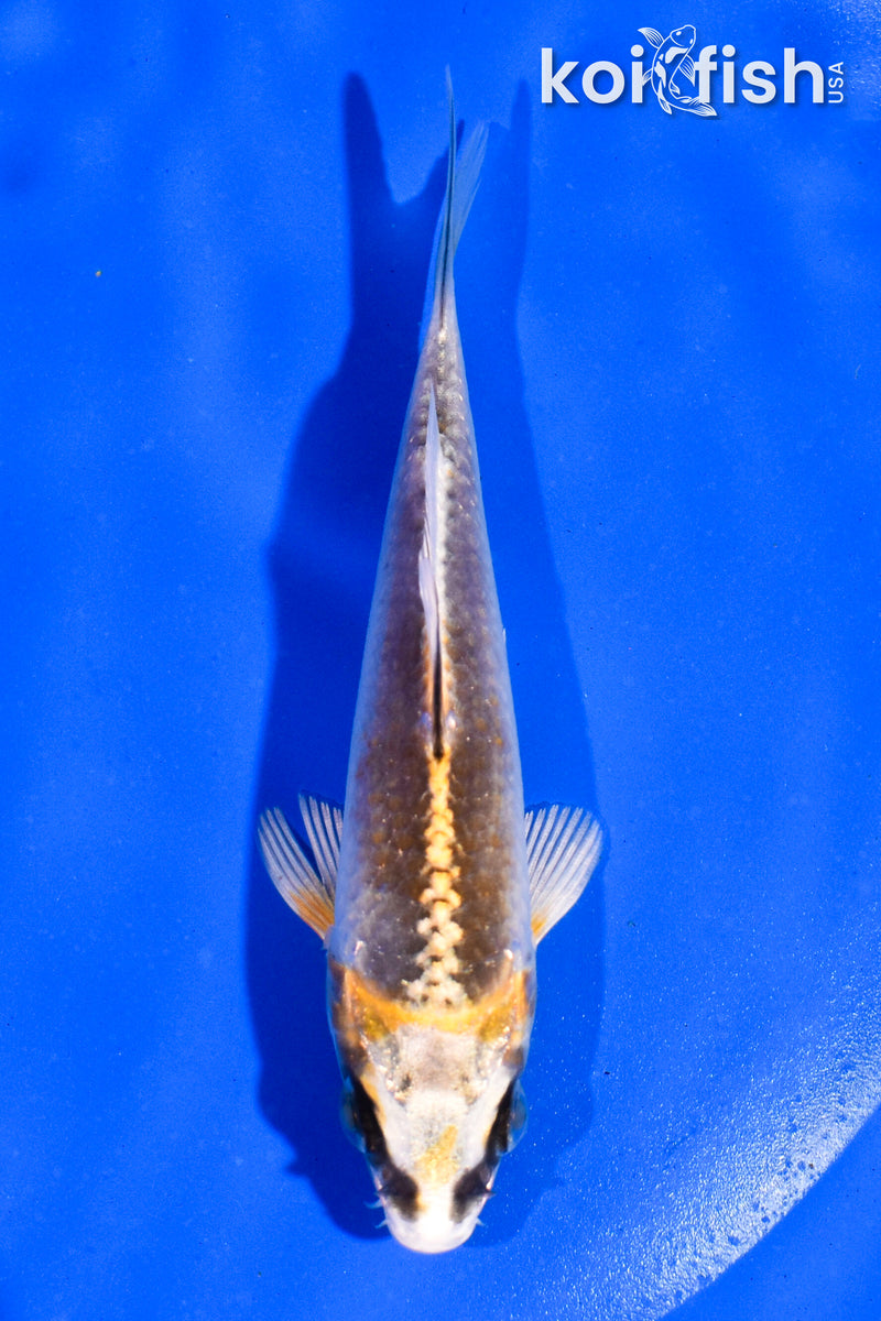4.5" KUJAKU