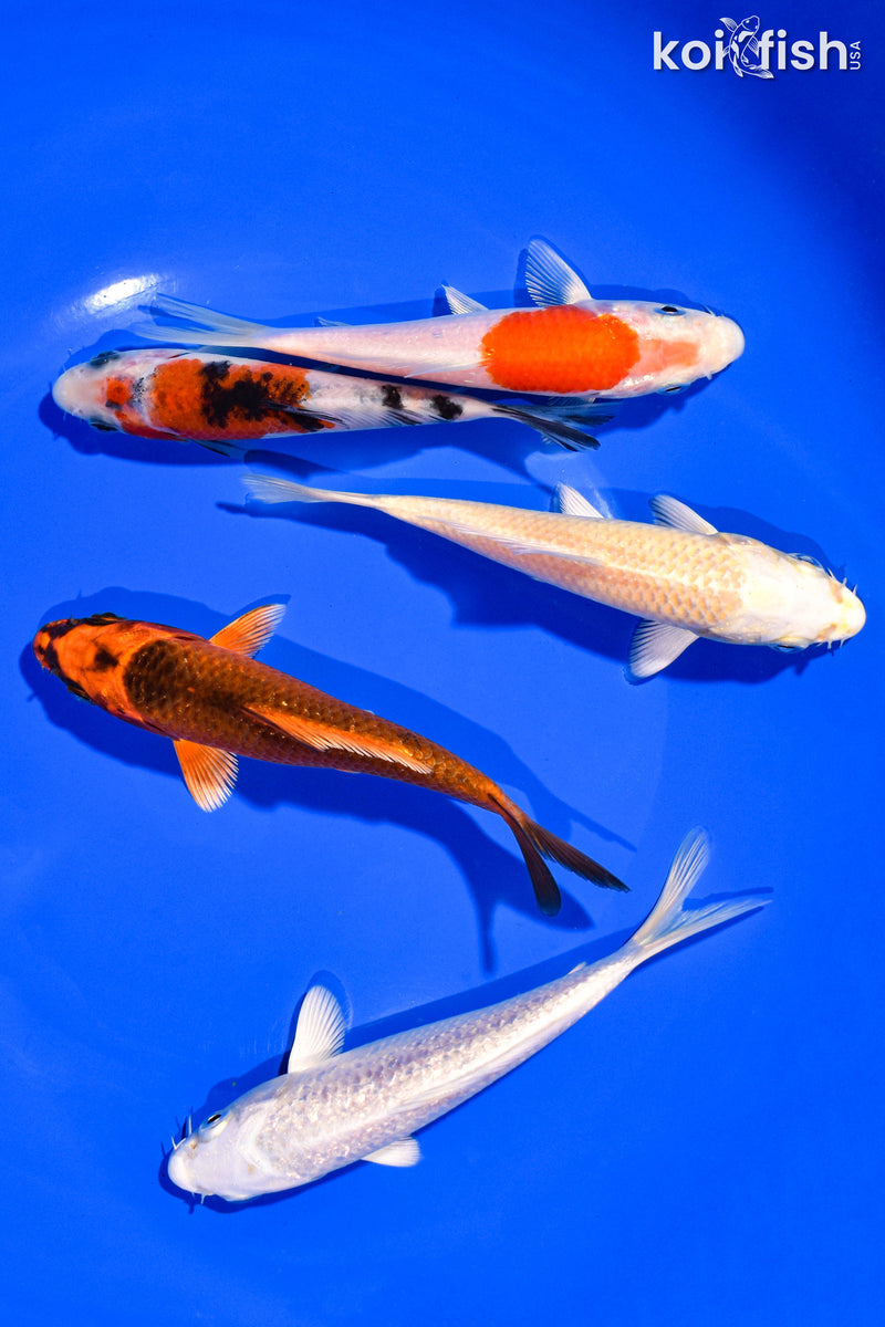 PACK OF (5) 4-5" STANDARD KOI