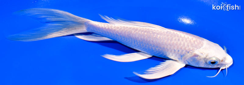 7.75" PLATINUM OGON BUTTERFLY