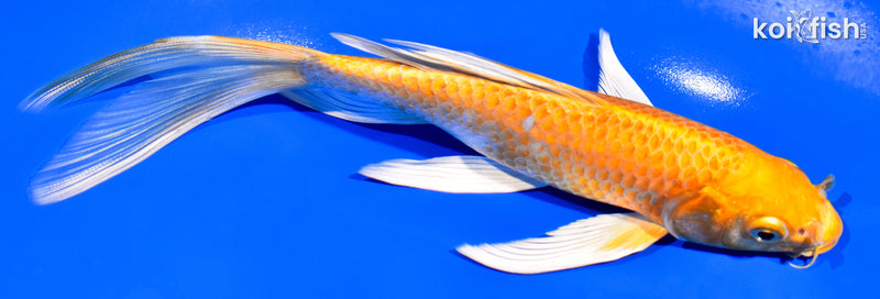 7" HARIWAKE BUTTERFLY