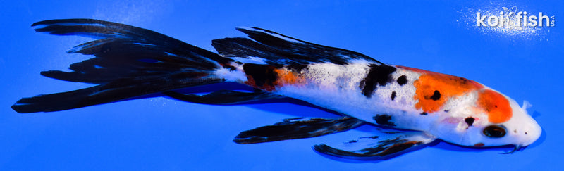 6.5" SANKE BUTTERFLY