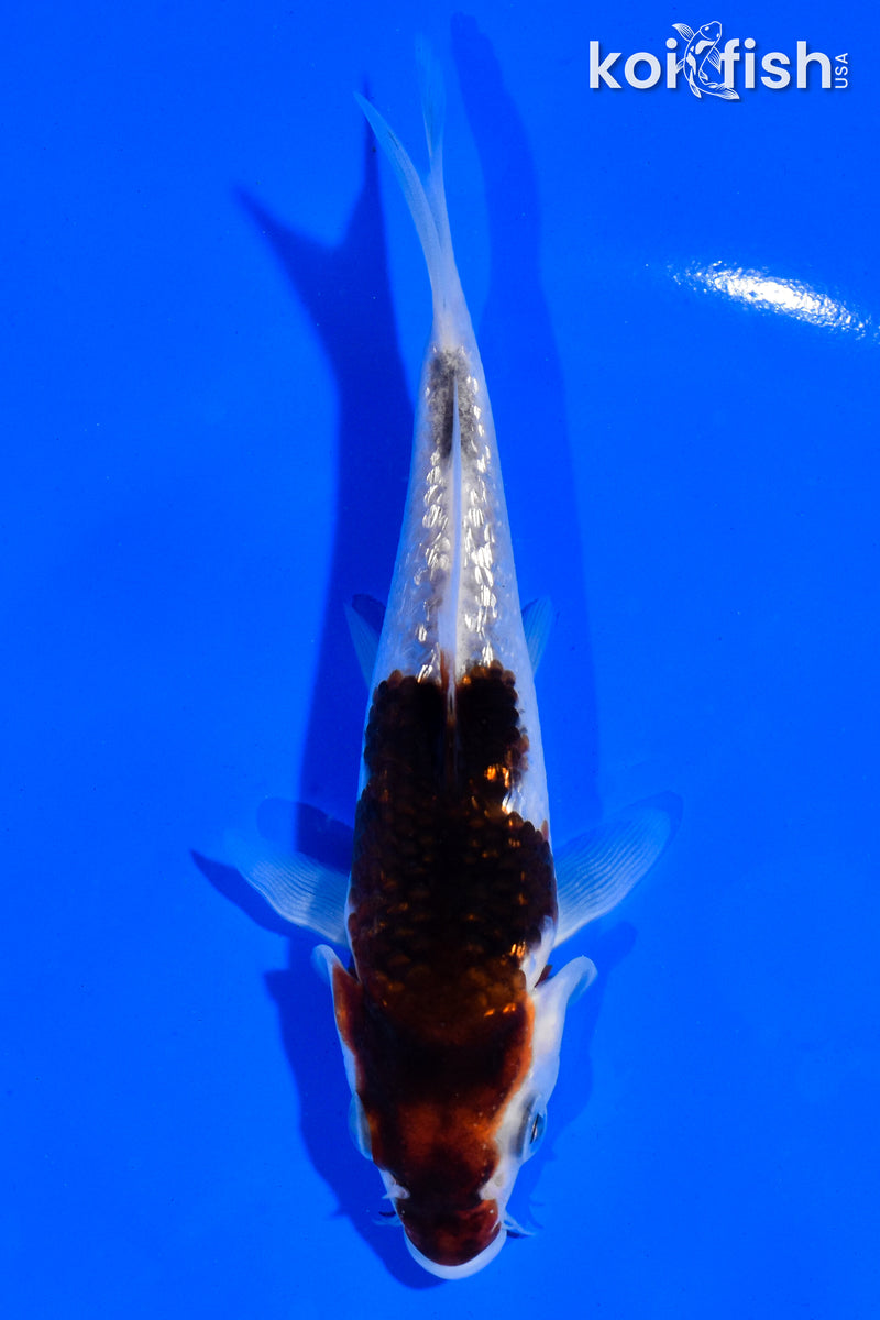 5" GINRIN GOROMO