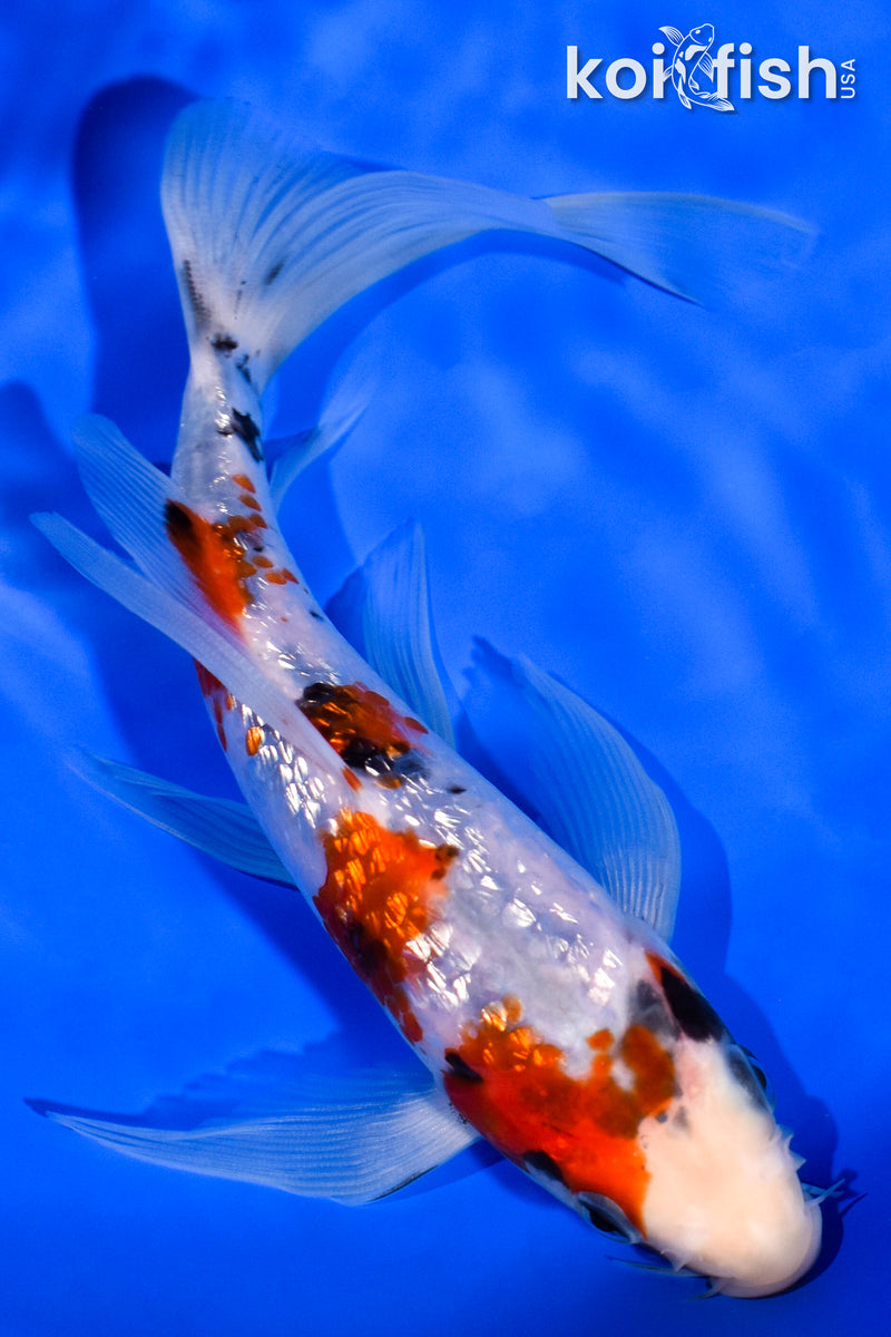 7.25" GINRIN SHOWA BUTTERFLY