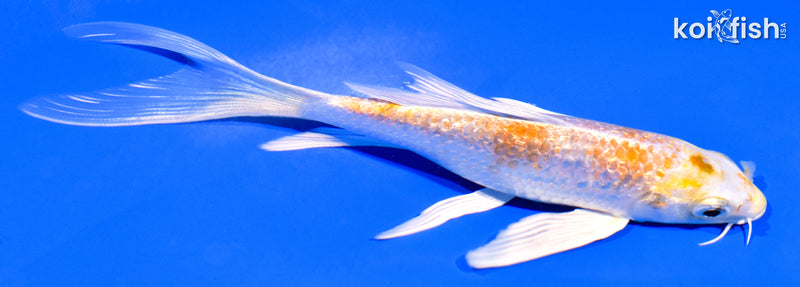 5.75" GINRIN HARIWAKE BUTTERFLY