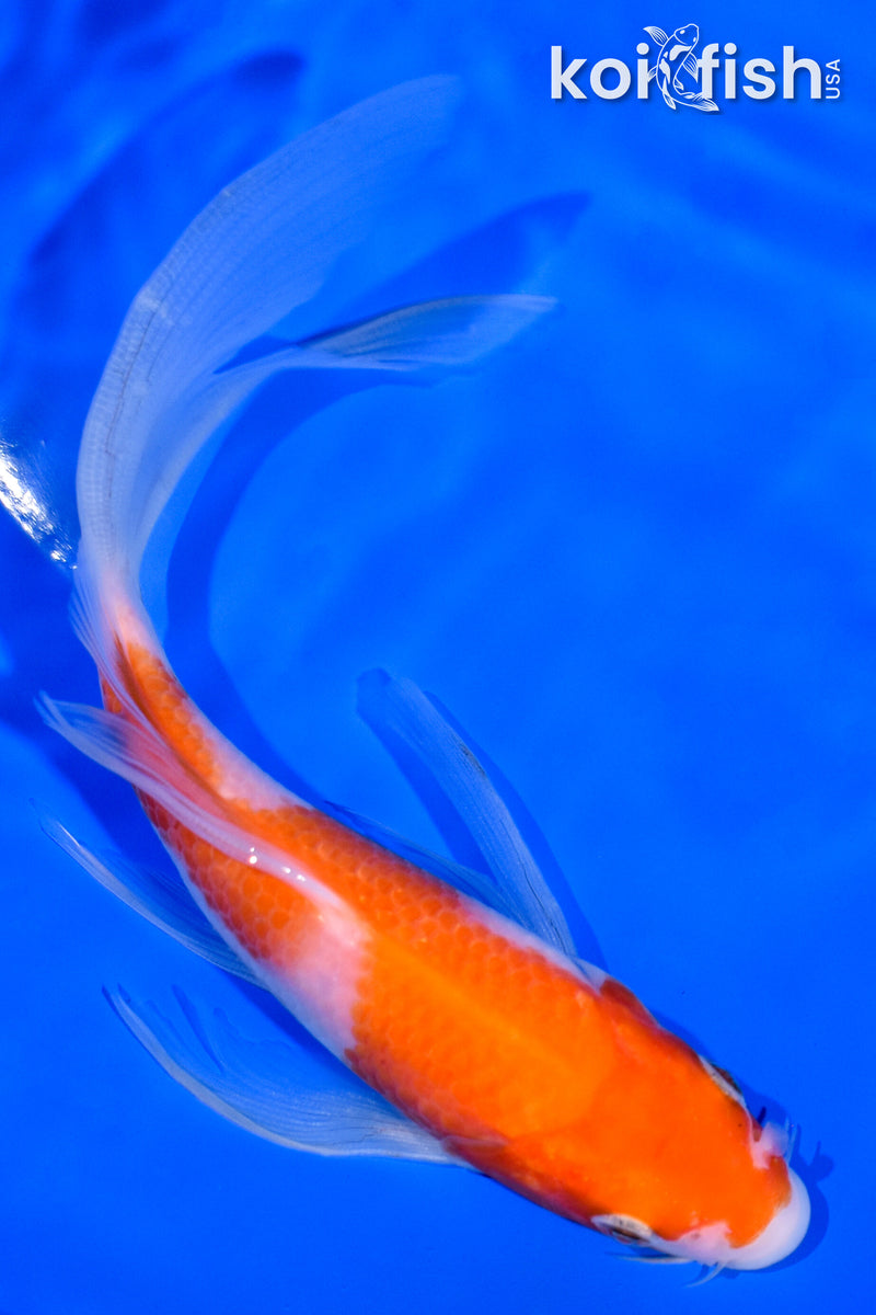 5.75" KOHAKU BUTTERFLY