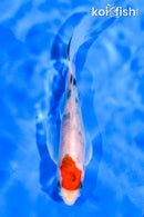 5.5" SANKE BUTTERFLY