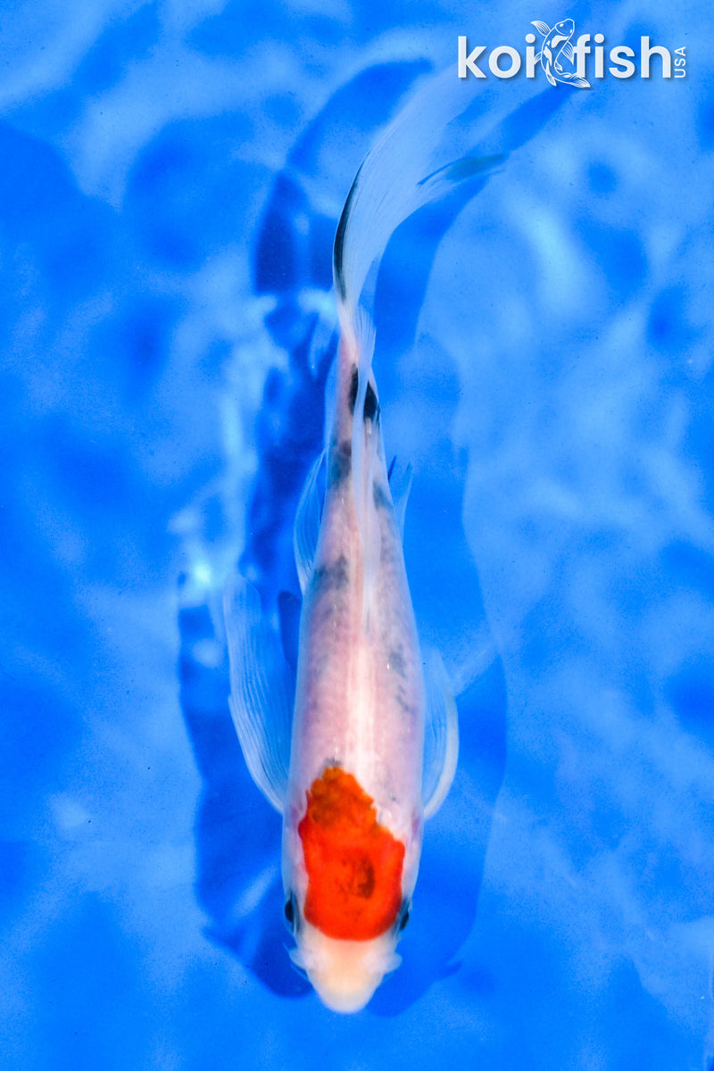 5.5" SANKE BUTTERFLY