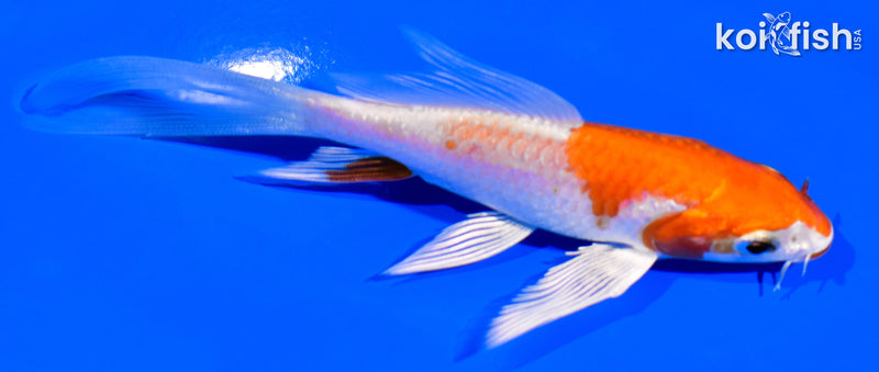 4.25" KUCHIBENI HARIWAKE BUTTERFLY