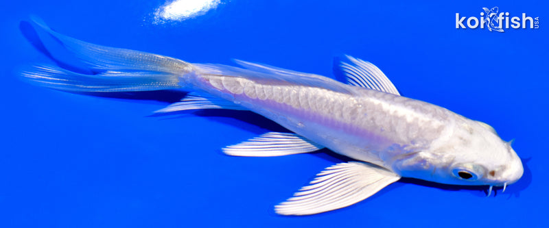 4.25" DOITSU PLATINUM OGON BUTTERFLY