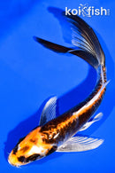 5.5" BENI KIKOKURYU BUTTERFLY