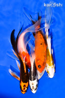 PACK OF (5) 5-6" BUTTERFLY KOI