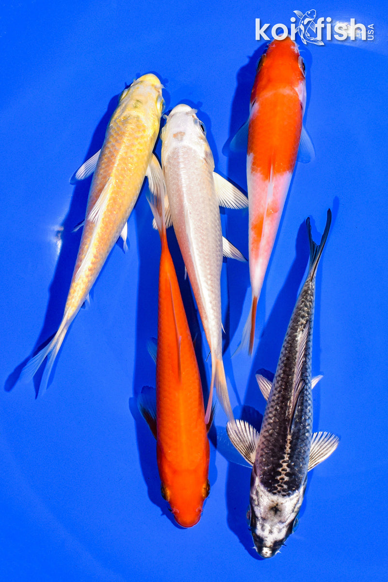 PACK OF (5) 4-5" STANDARD KOI