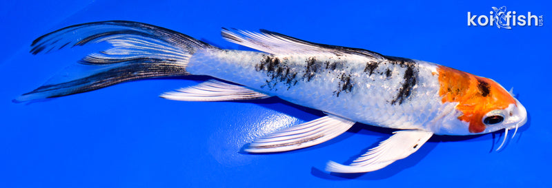 6" YAMATO NISHIKI BUTTERFLY