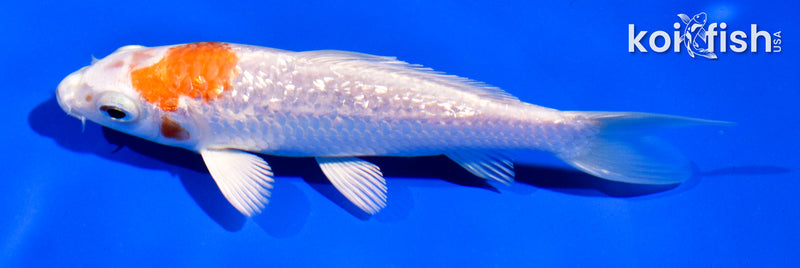 5" GINRIN HARIWAKE