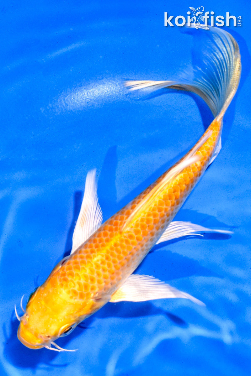 5.5" YAMABUKI OGON BUTTERFLY