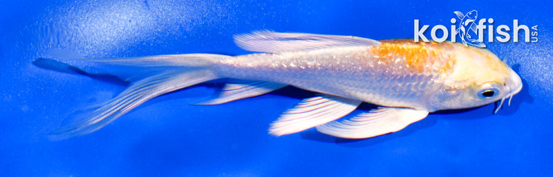 5" GINRIN LEMON HARIWAKE BUTTERFLY