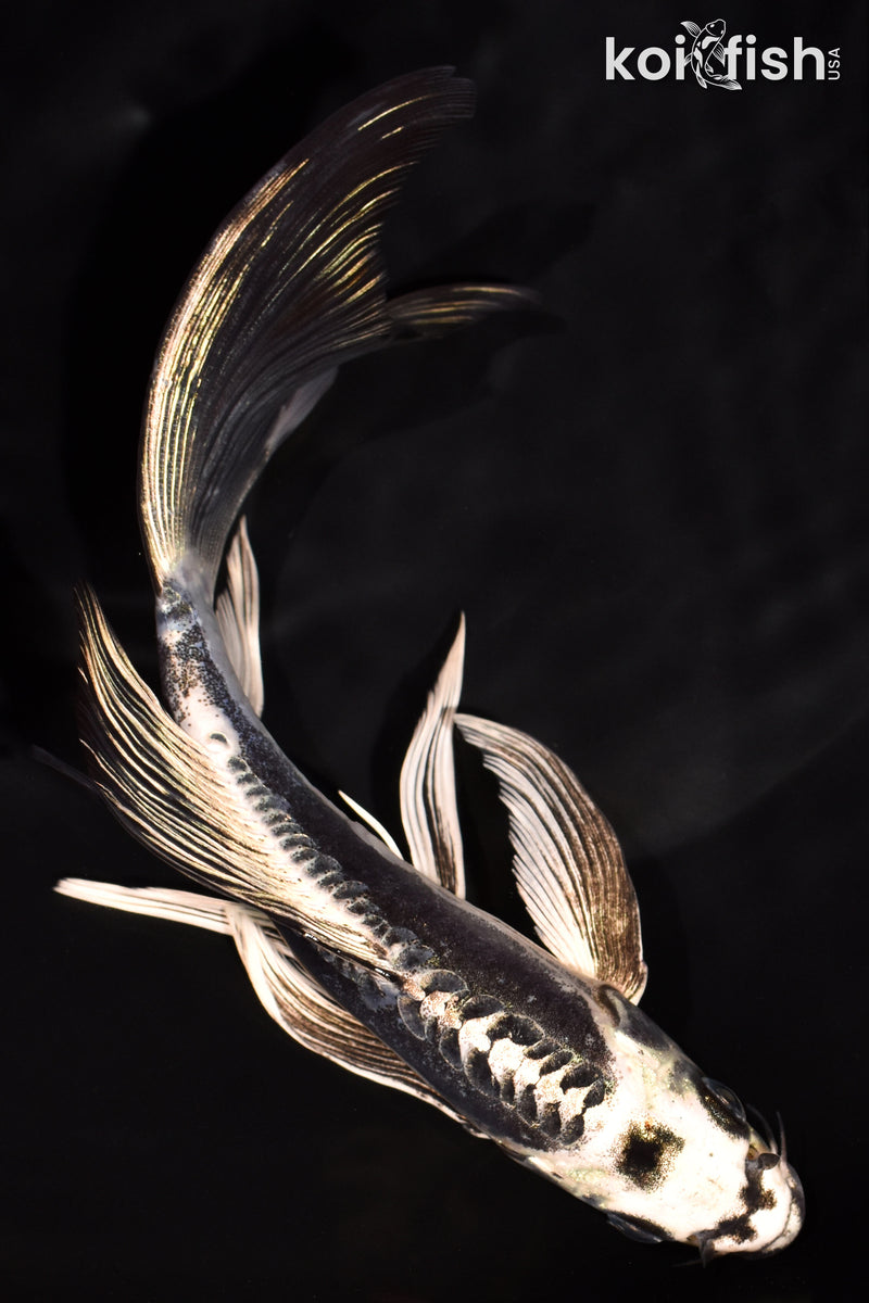 7" KIKOKURYU BUTTERFLY