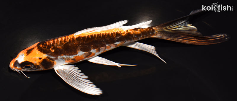 6.75" BENI KIKOKURYU BUTTERFLY