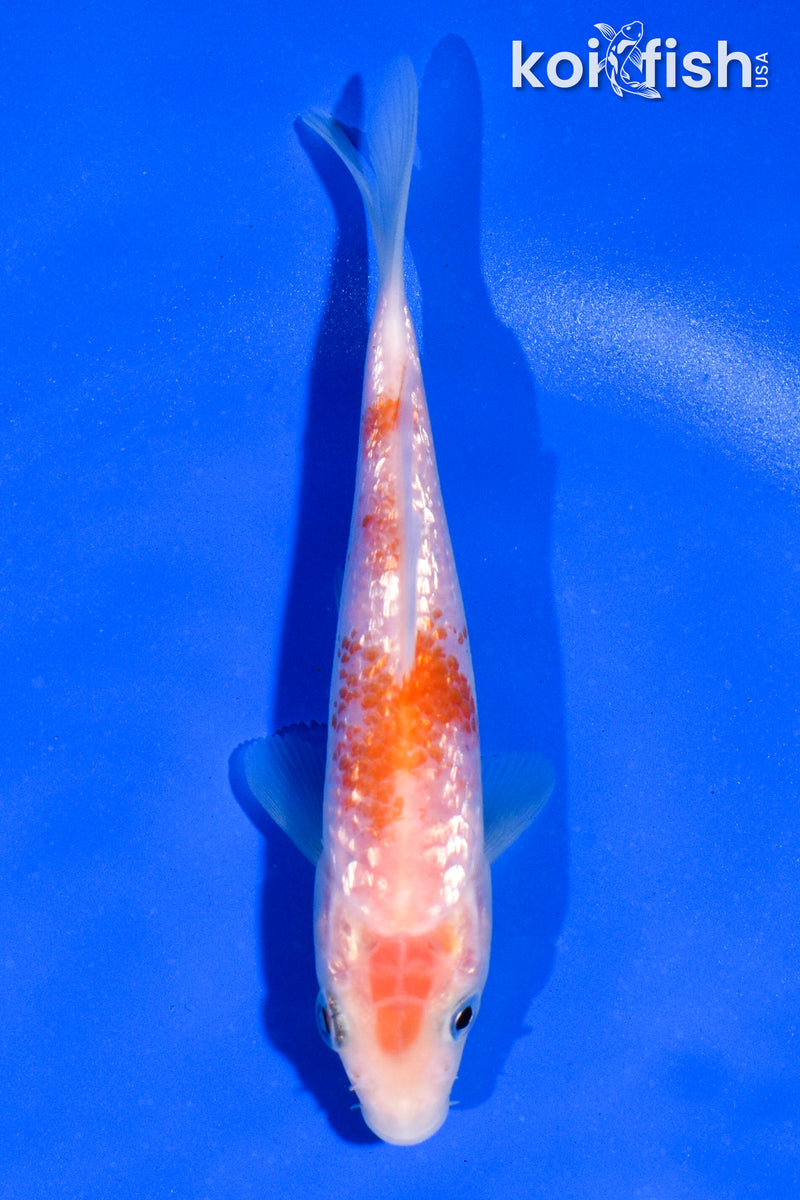 4.5" GINRIN KOHAKU