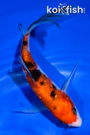 5.5" GINRIN SANKE BUTTERFLY