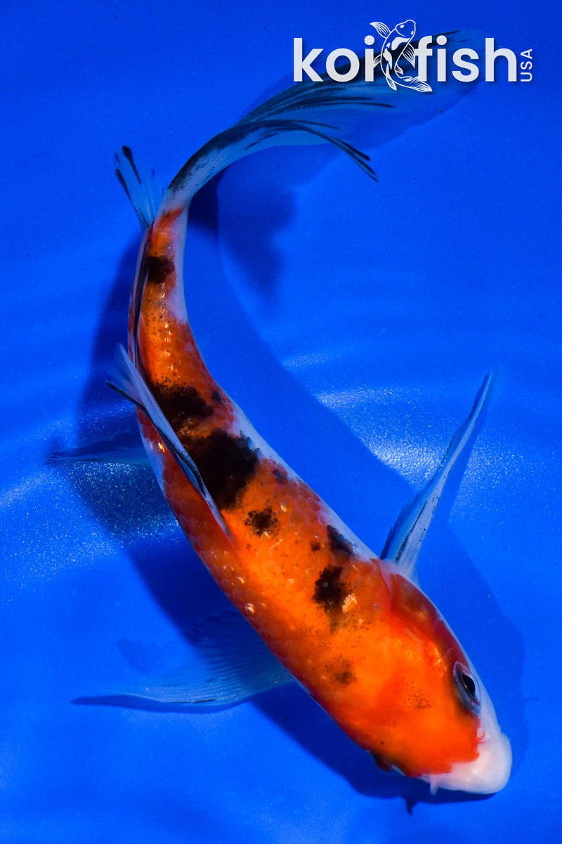 5.5" GINRIN SANKE BUTTERFLY