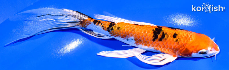 7.5" YAMATO NISHIKI BUTTERFLY