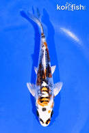 5.25" BENI KIKOKURYU