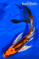 7.25" BENI KIKOKURYU BUTTERFLY