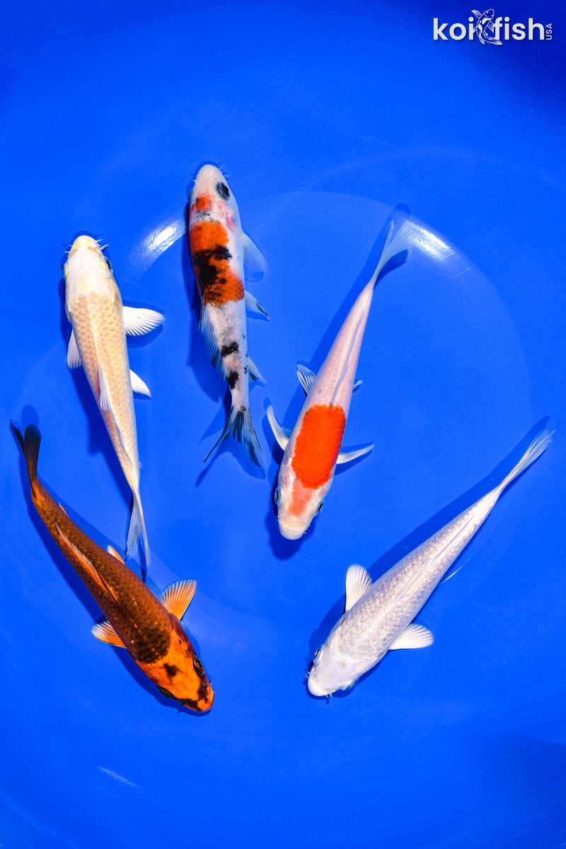 PACK OF (5) 4-5" STANDARD KOI