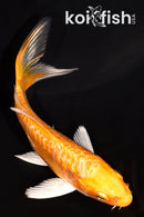 3.75" GINRIN DOITSU ORENJI OGON BUTTERFLY