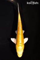 6.75" DOITSU YAMABUKI OGON