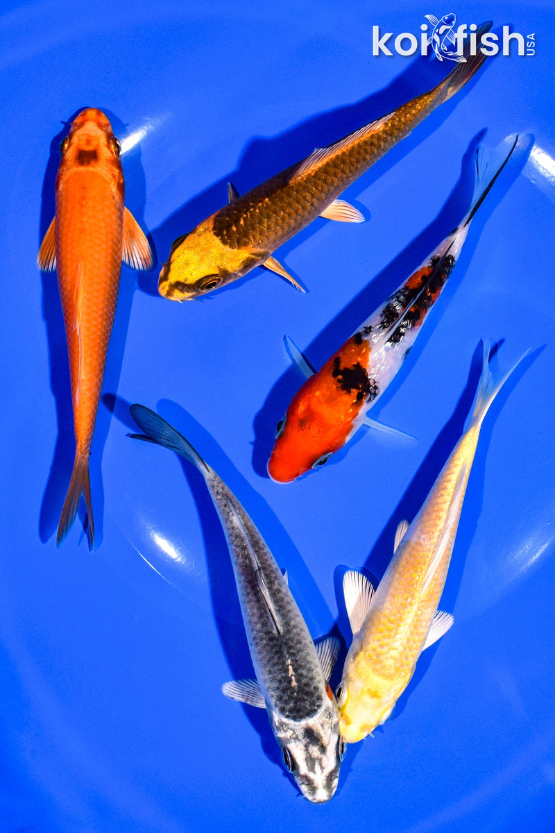 PACK OF (5) 4-5" STANDARD KOI