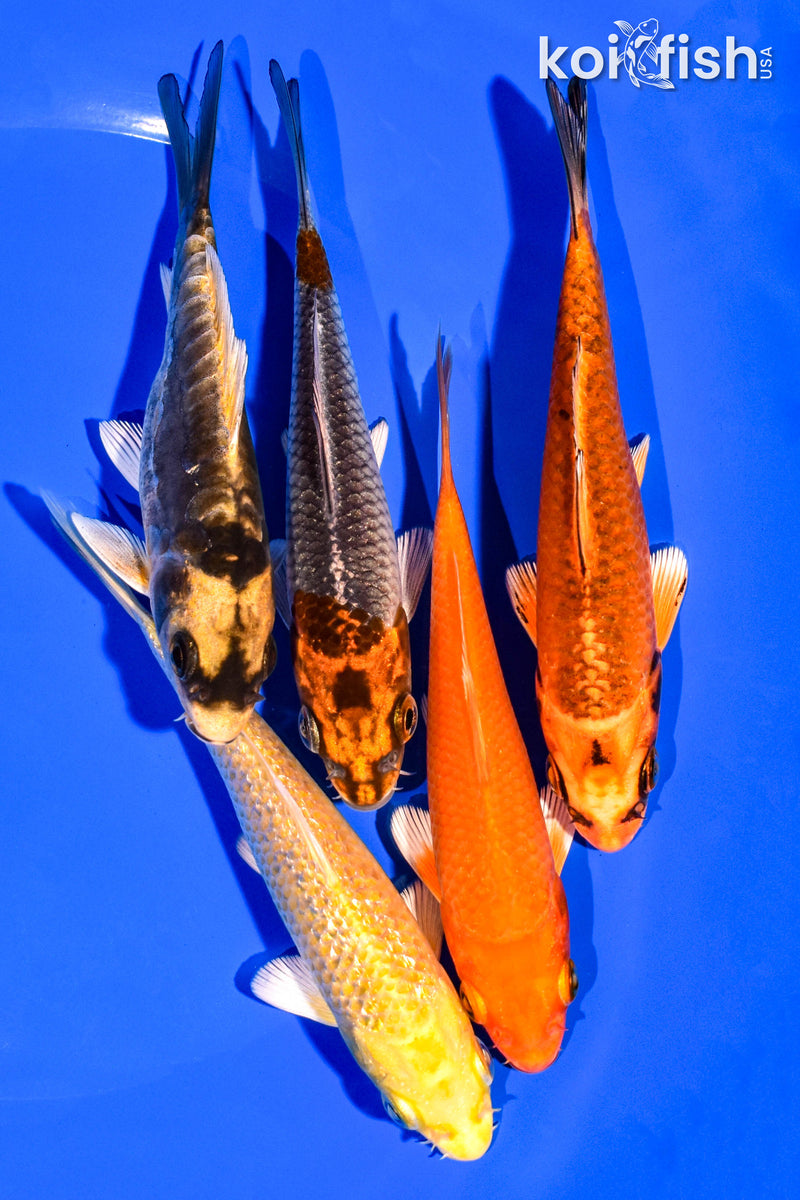 PACK OF (5) 4-5" STANDARD KOI