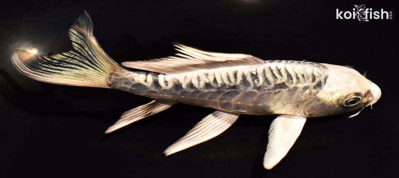 6.25" ARAGOKE KIKOKURYU BUTTERFLY