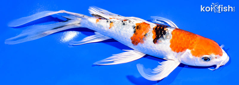 8.5" YAMATO NISHIKI BUTTERFLY